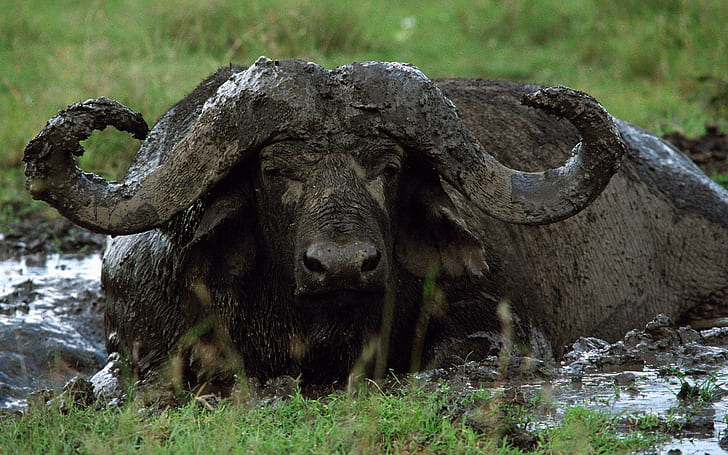 dagga-boy-buffalo.jpg