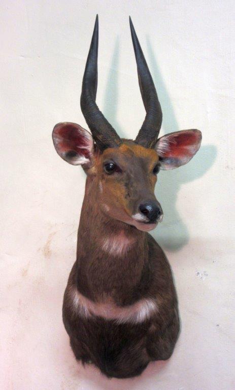 Dakota_Bushbuck.jpg