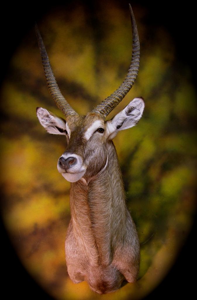 Daves_waterbuck_1_zpsfdpusphx.jpg