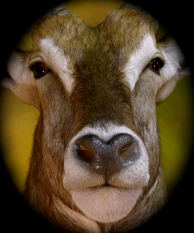 Daves_waterbuck_2_zpskdkojwb5.jpg