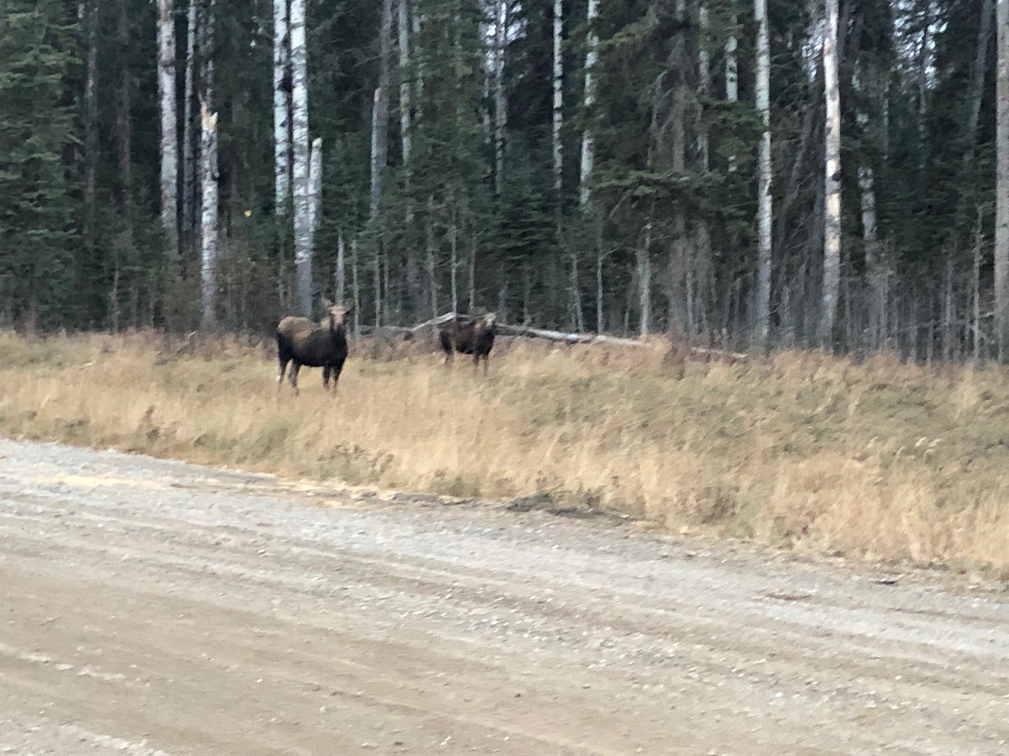 Day 1 cow and calf standing beside main road.jpg