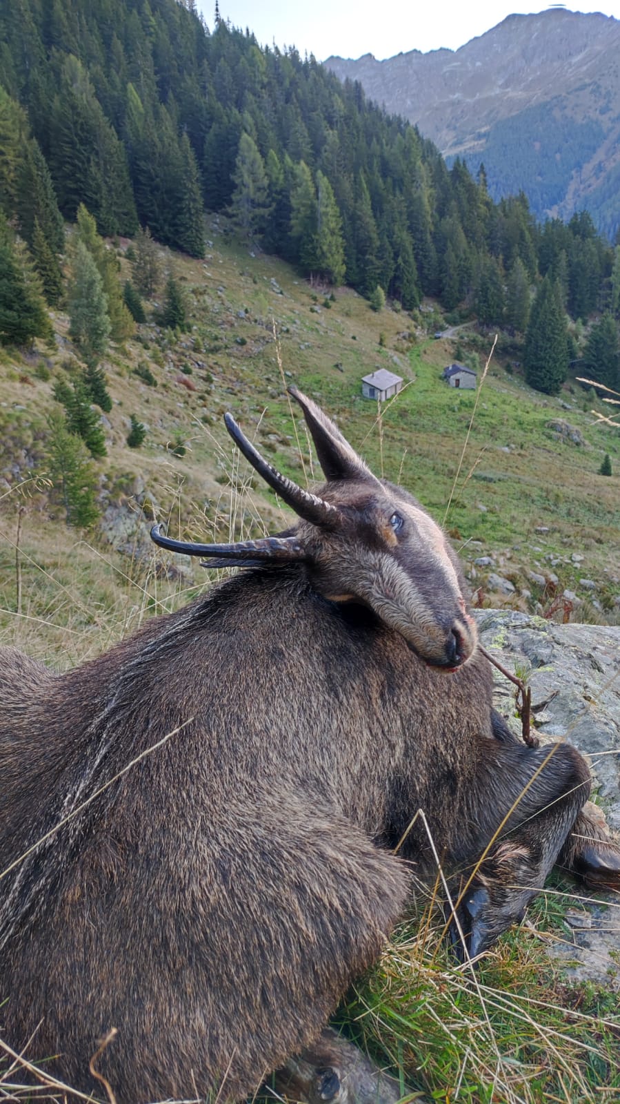 Day 2 Chamois, down valley.jpg