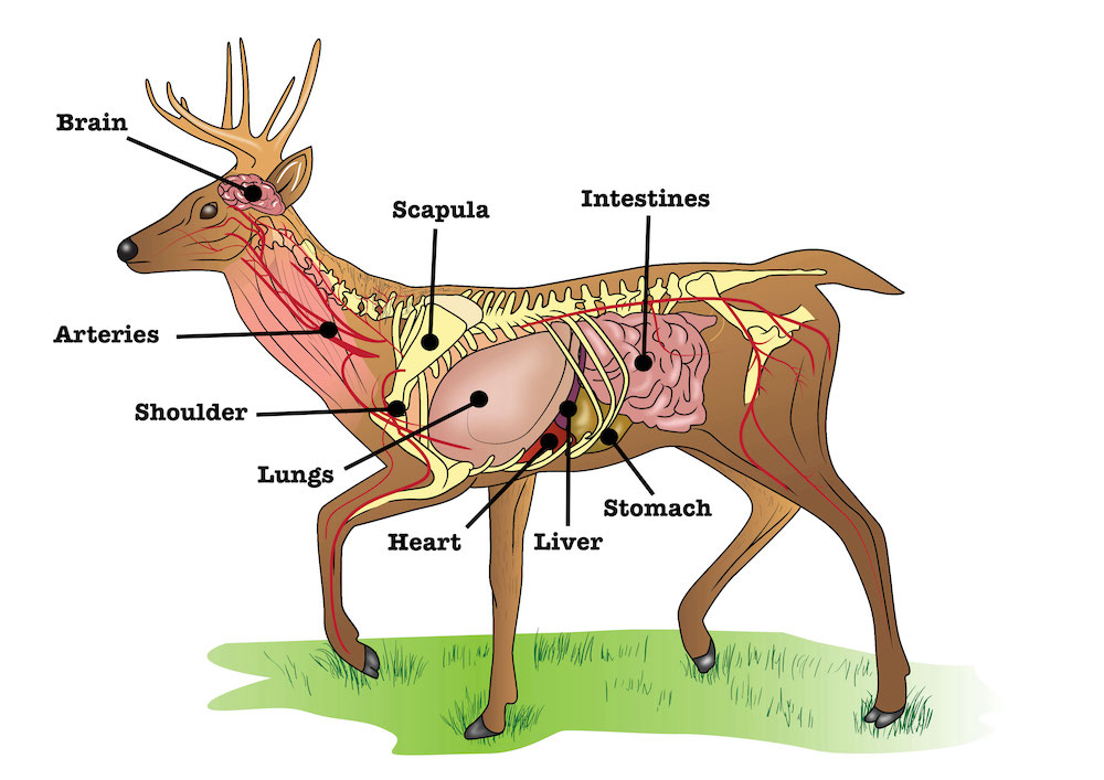 Deer-Anatomy-Diagram-for-Best-Shot-Placement.jpg