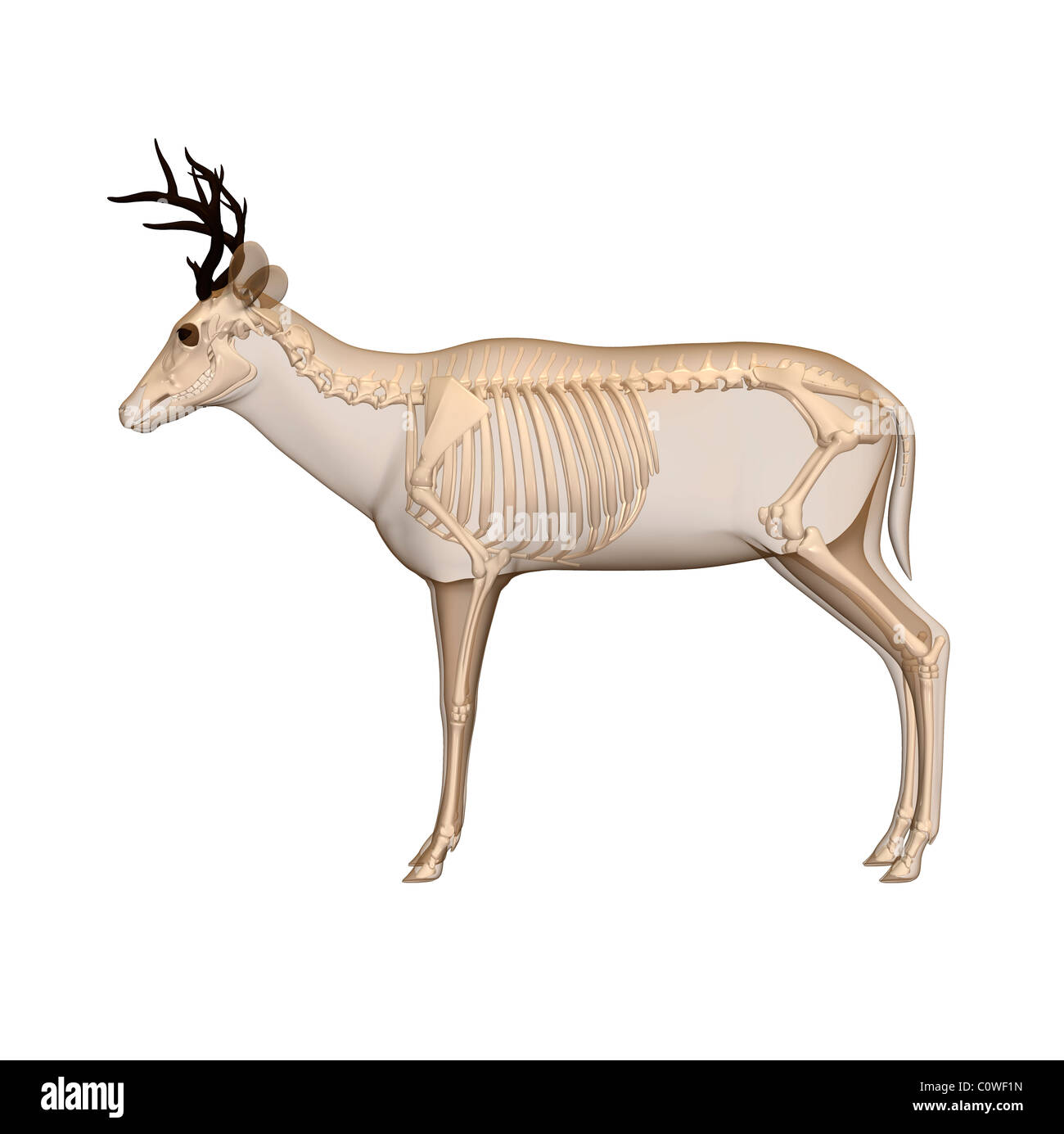 deer-anatomy-skeleton-C0WF1N.jpg