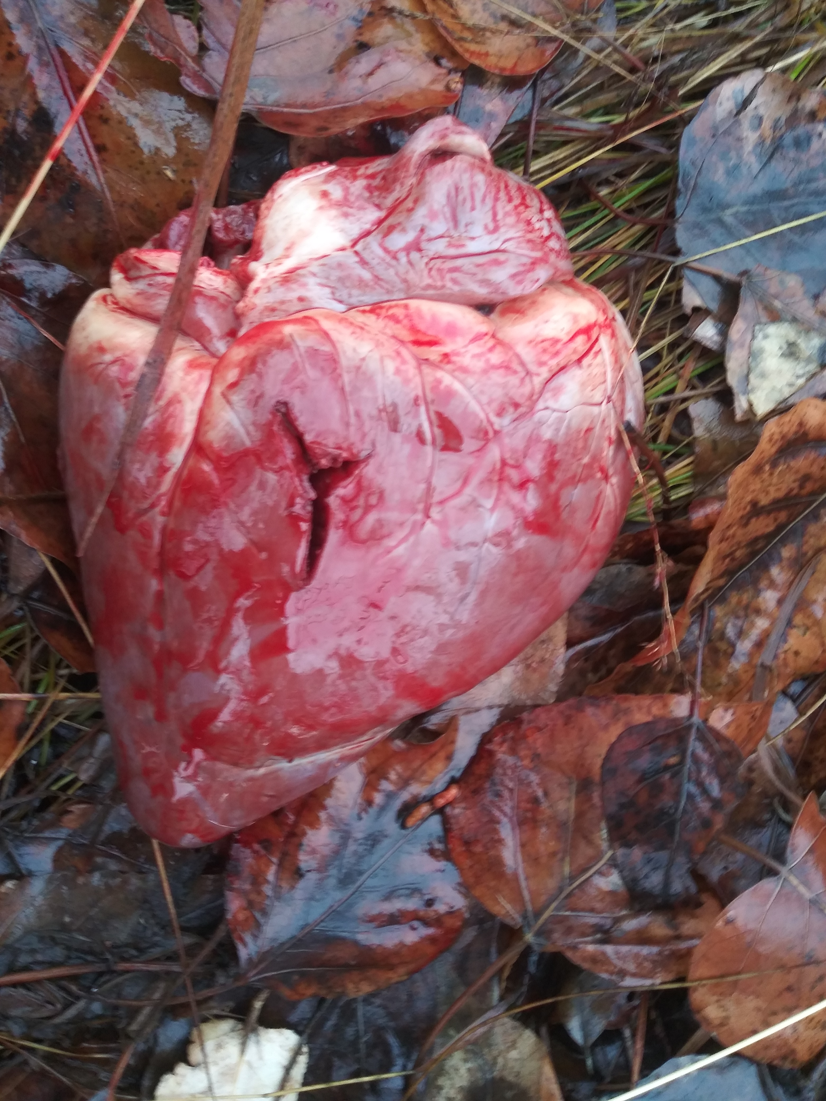 Deer heart.jpg