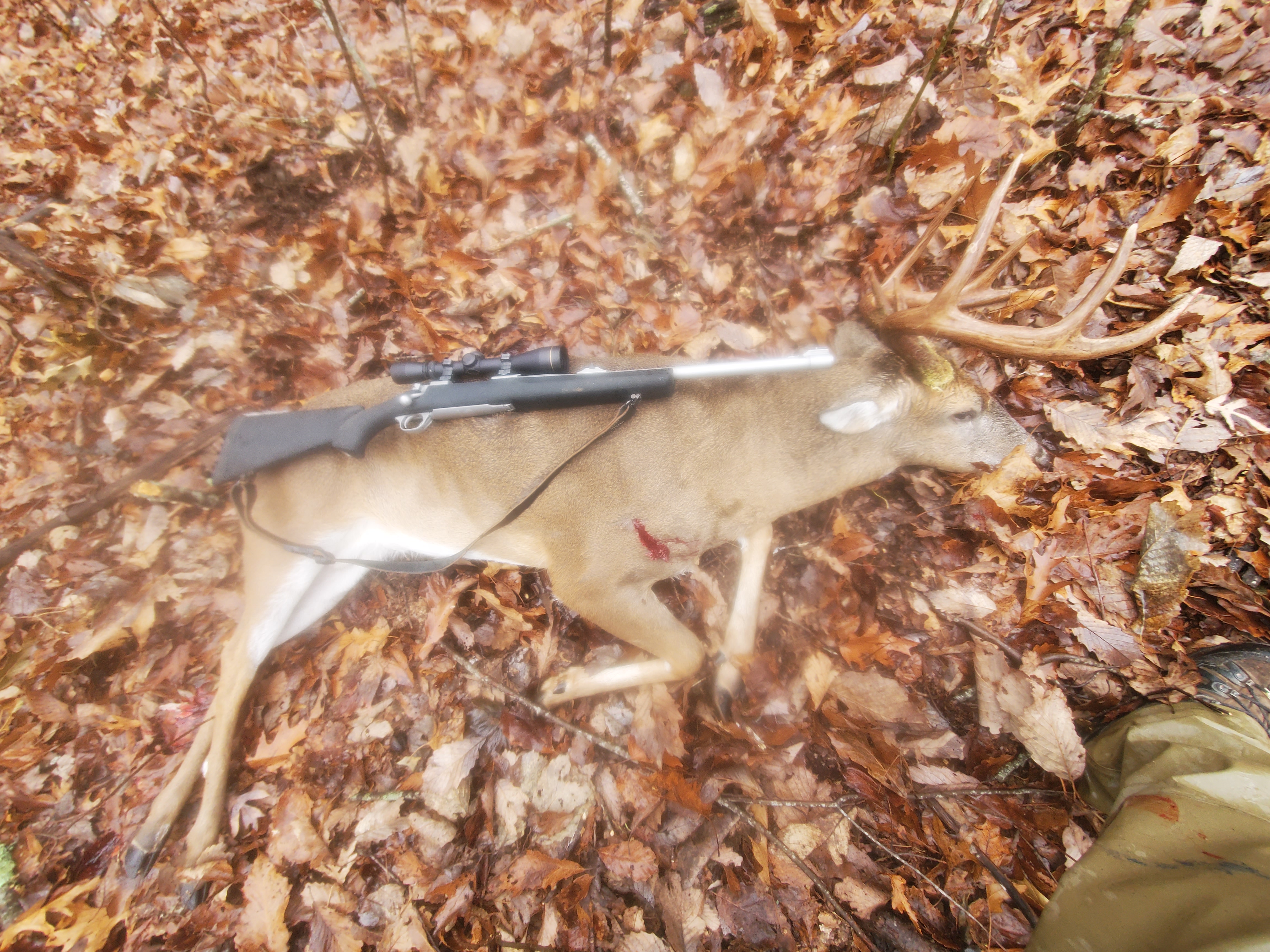 deer3.jpg