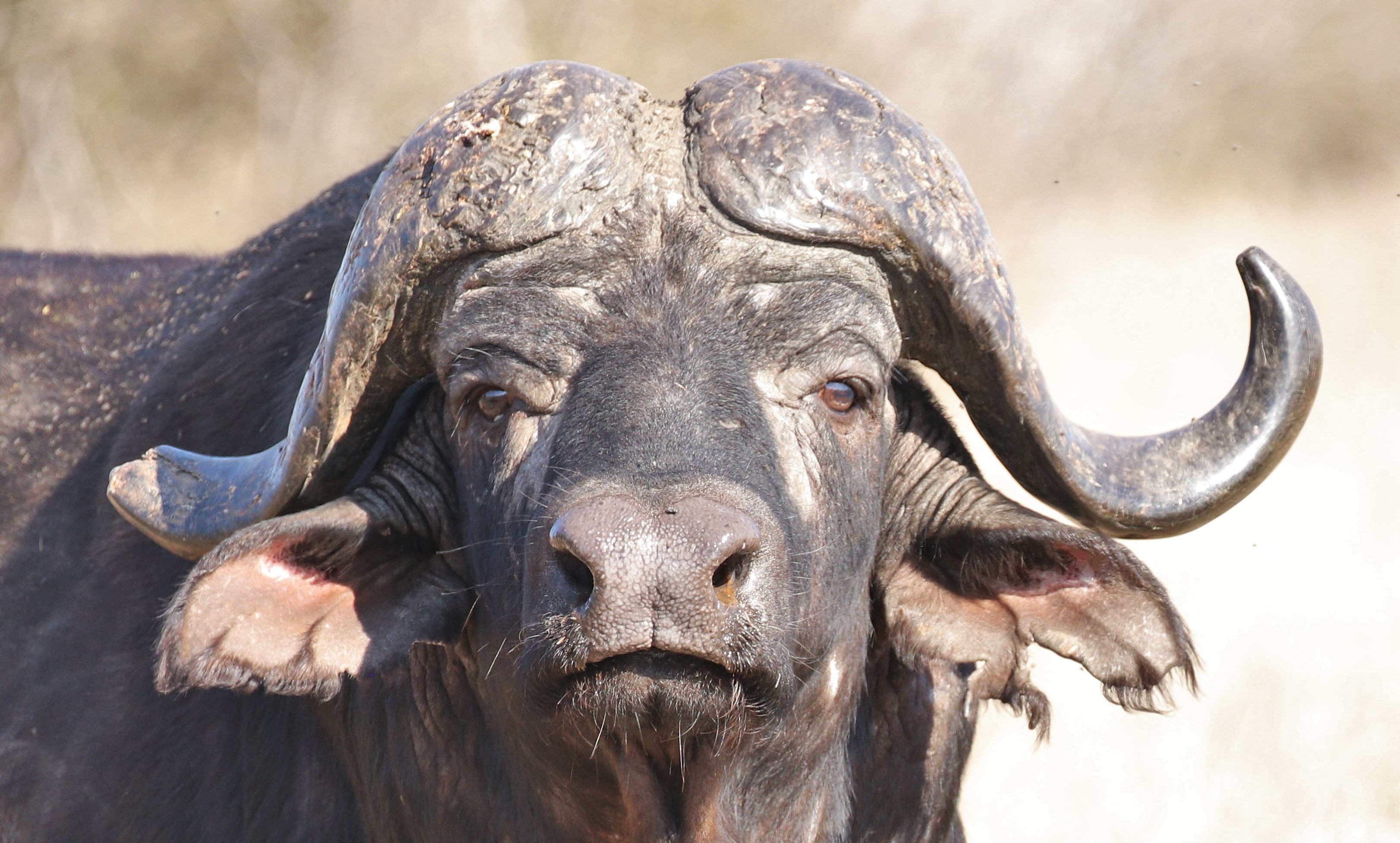 Deon Frontal Buffel A0 Voorbeeld.JPG