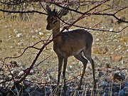 Dik-Dik.jpg