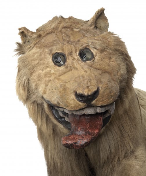 doofy-lion.jpg