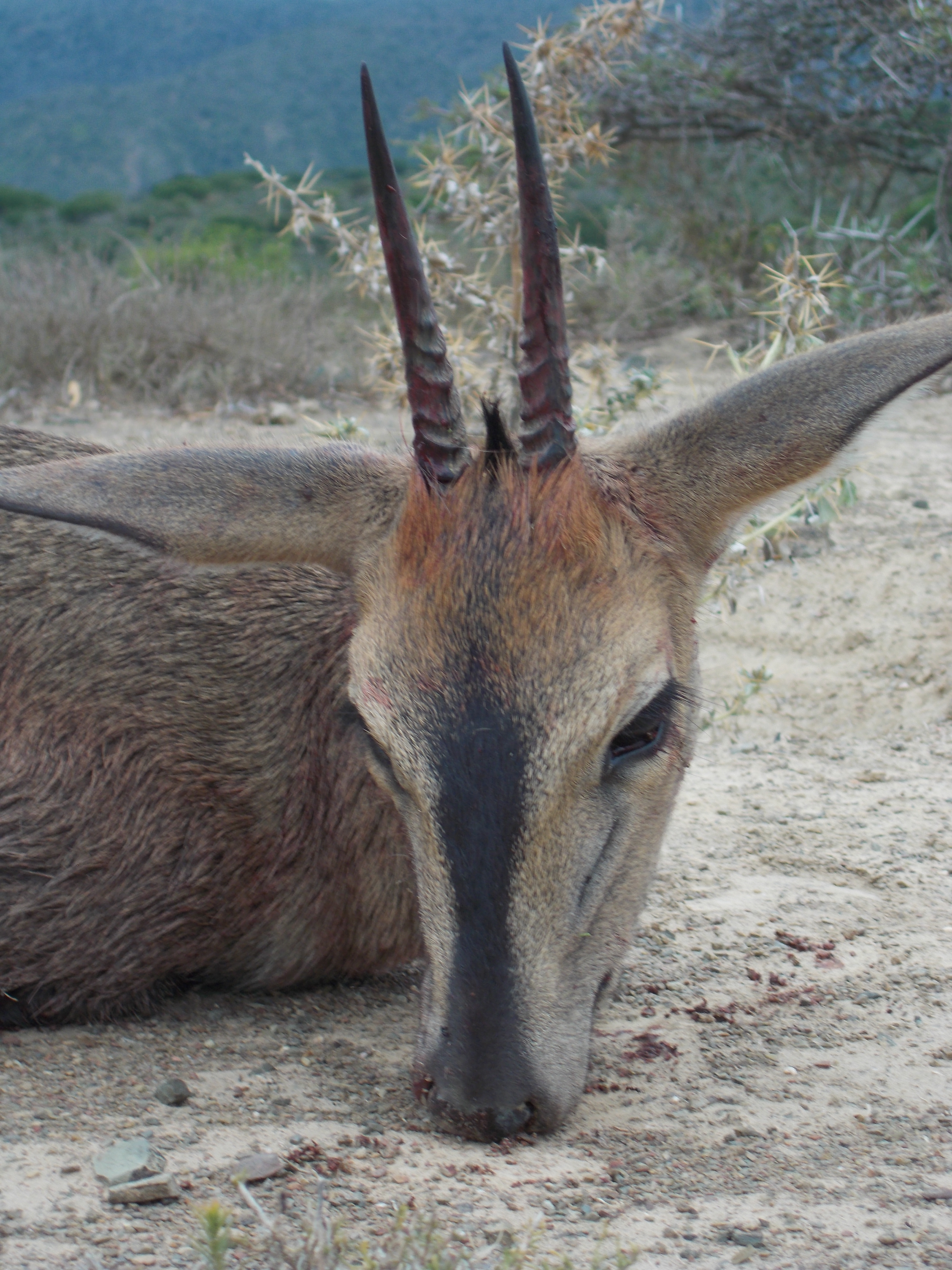 Duiker Headshot.JPG