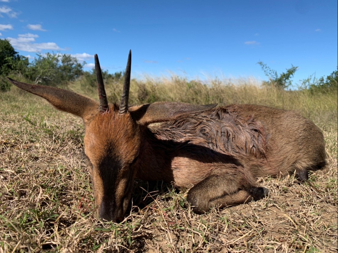 duiker.jpg