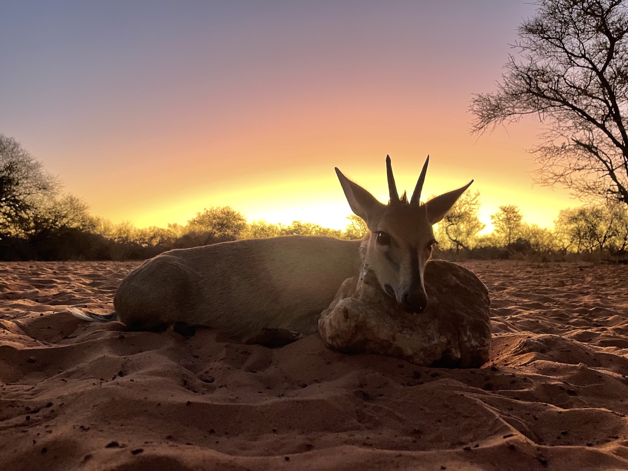 duiker sunset.jpeg