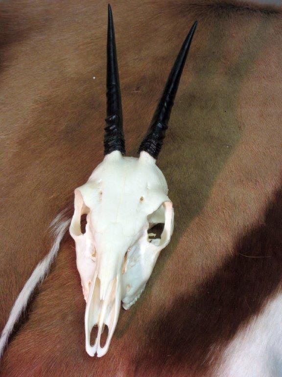 Duiker_Skull.jpg