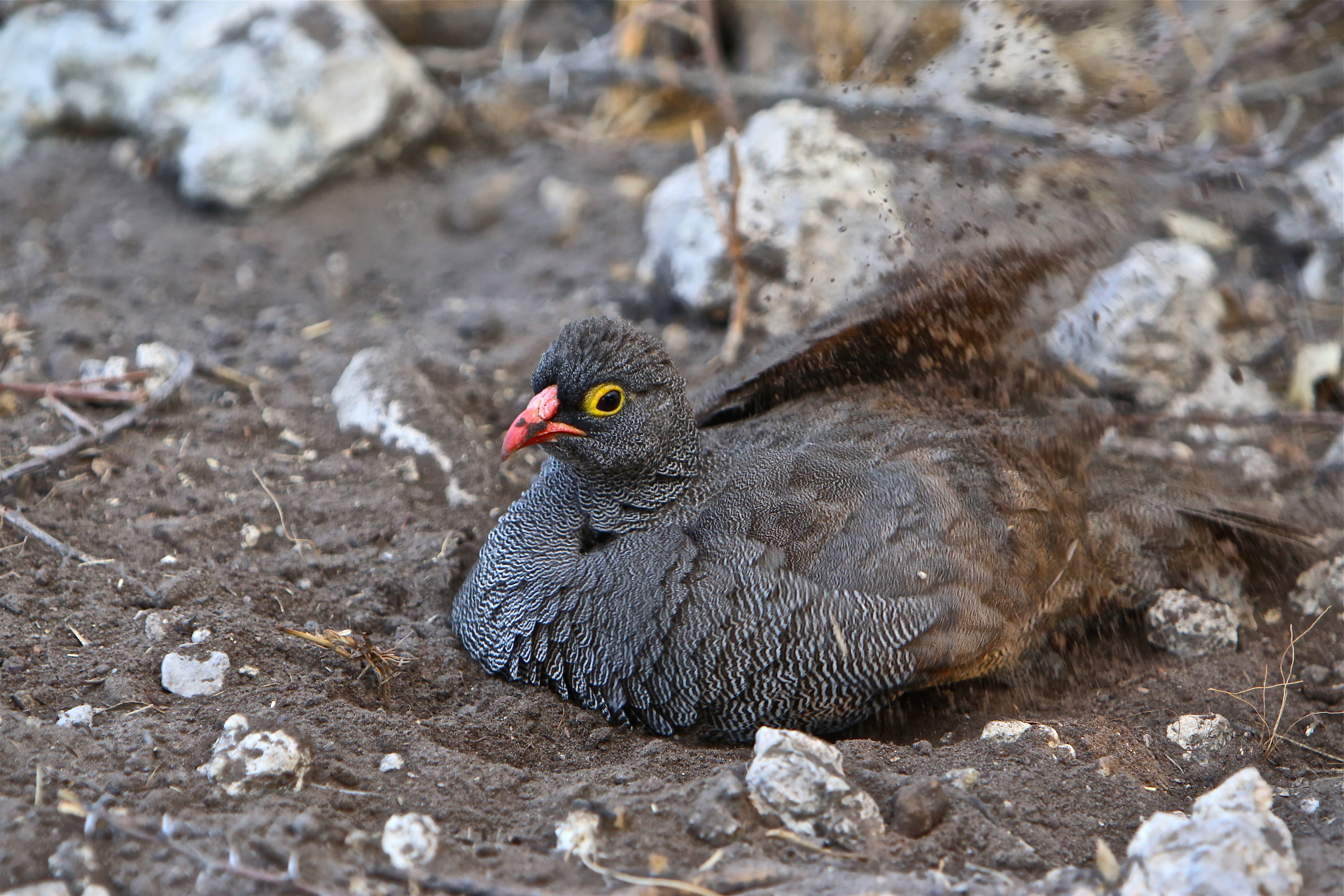 DUST BATH.jpg