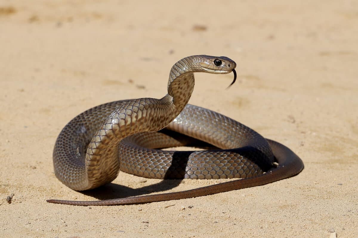 Eastern-Brown-Snake-1200x800.jpg