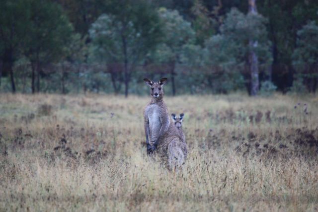 Eastern Grey Kangaroo.jpg