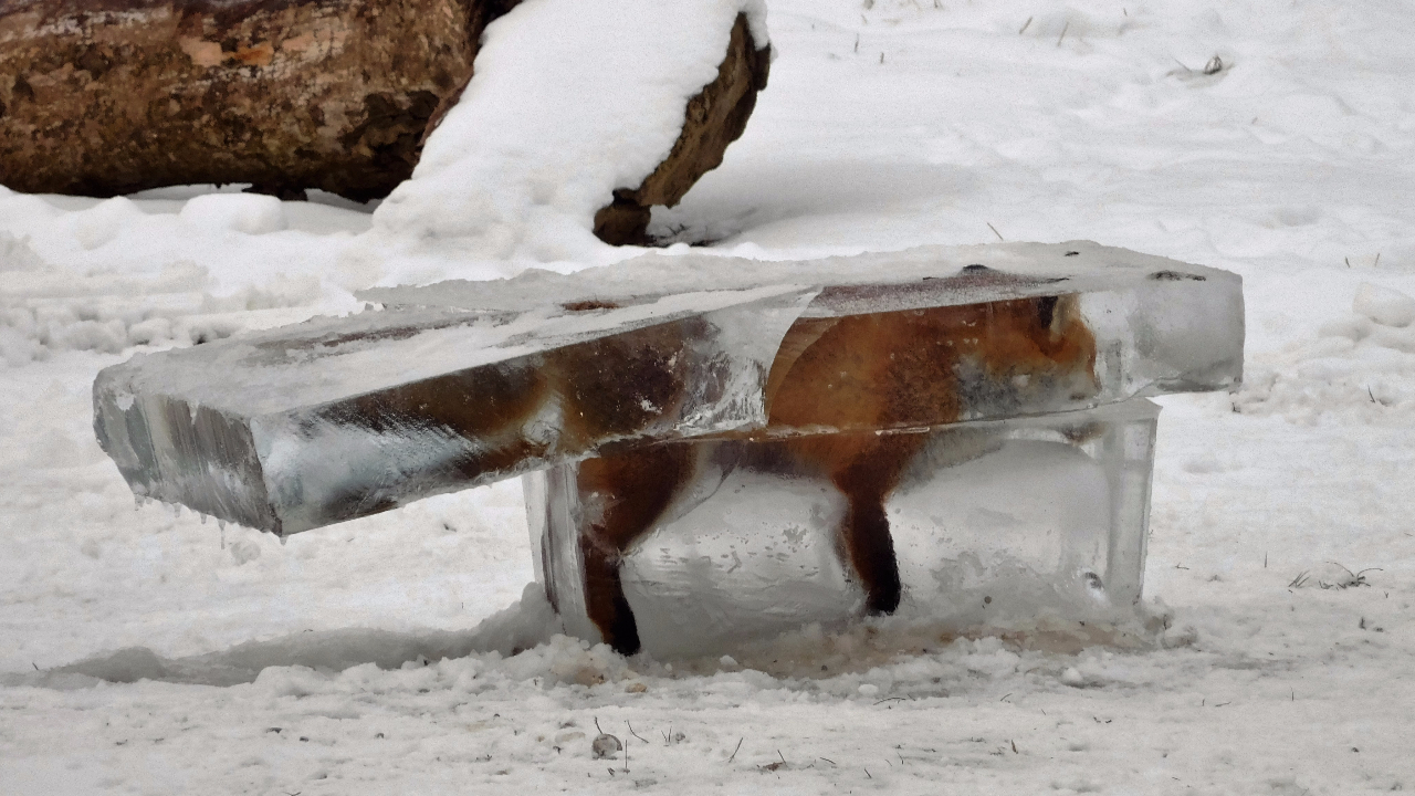 Eisfuchs.jpg