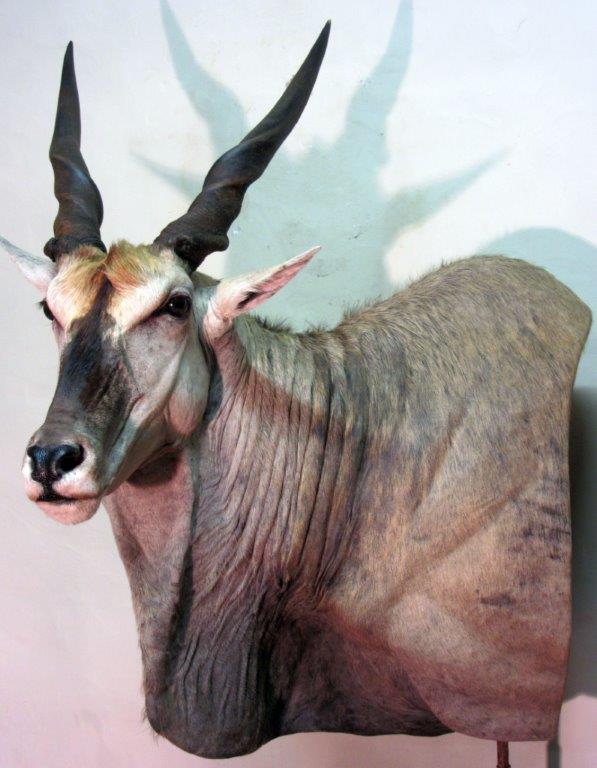 Eland 1.jpg