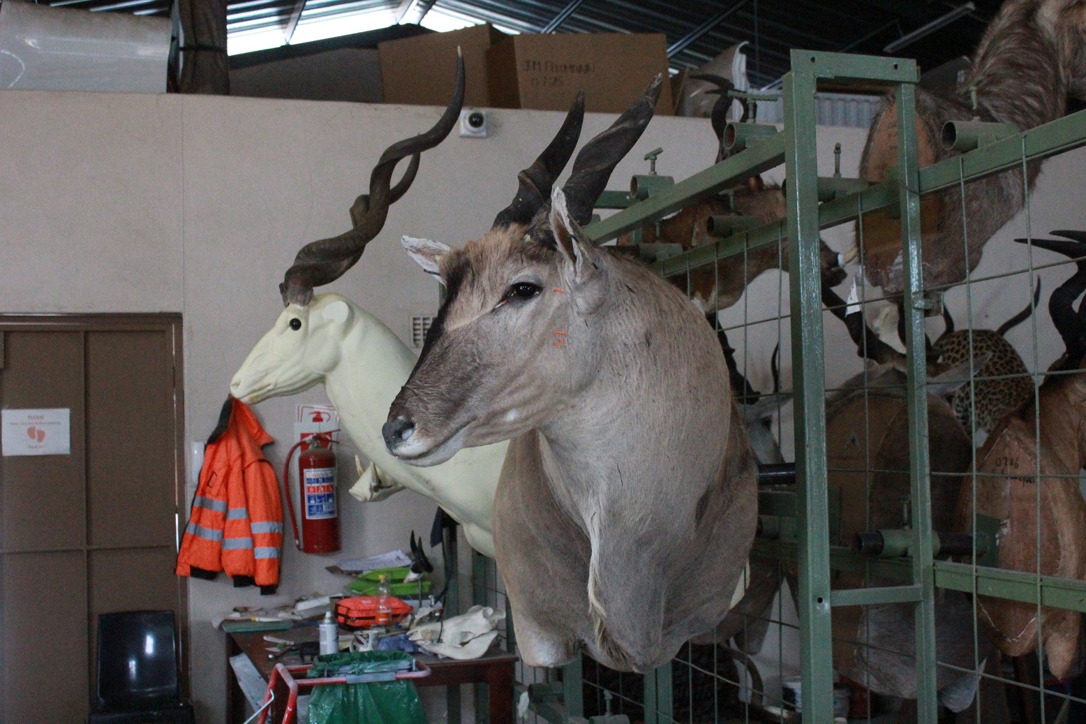 Eland 2.JPG