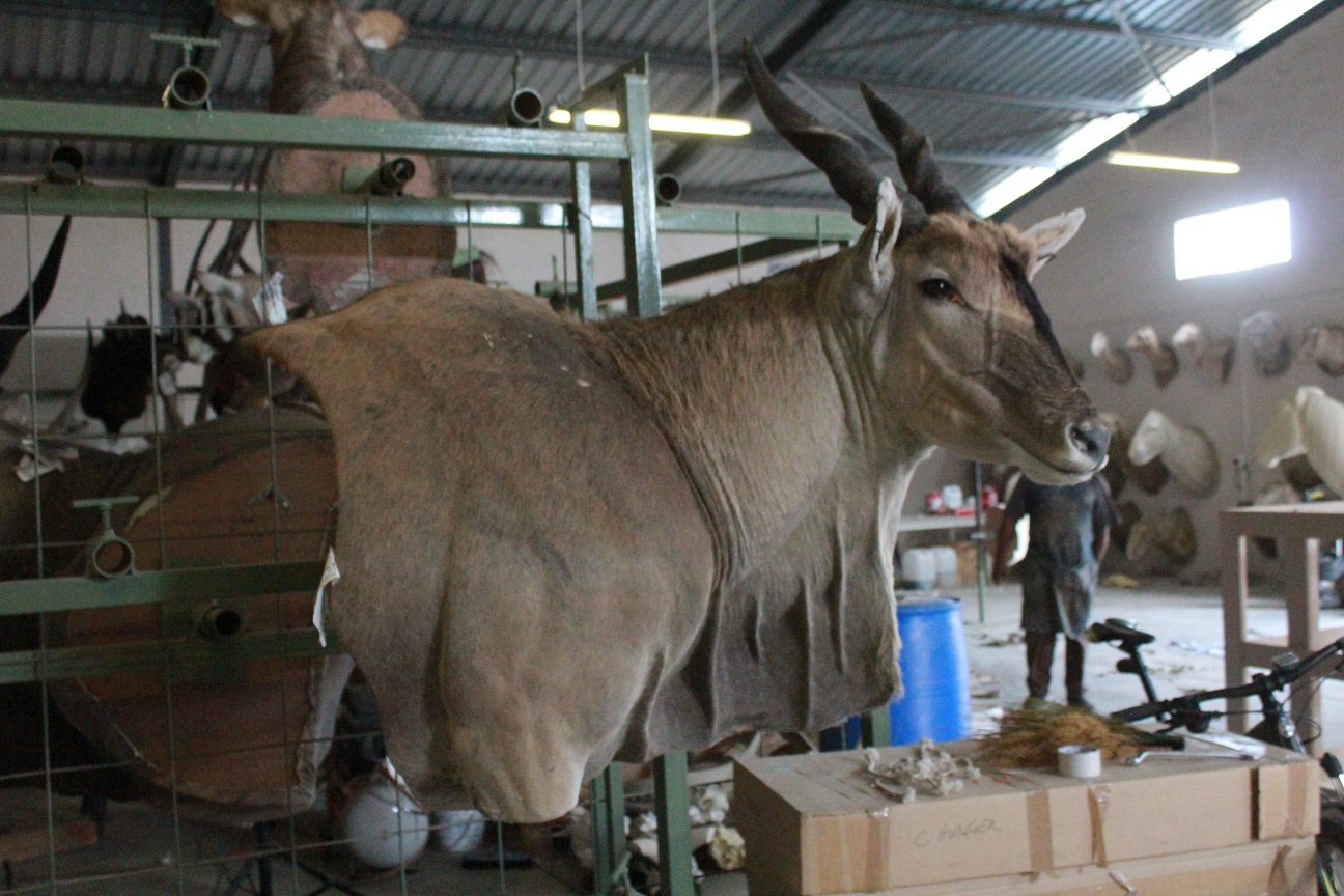 Eland 3.JPG