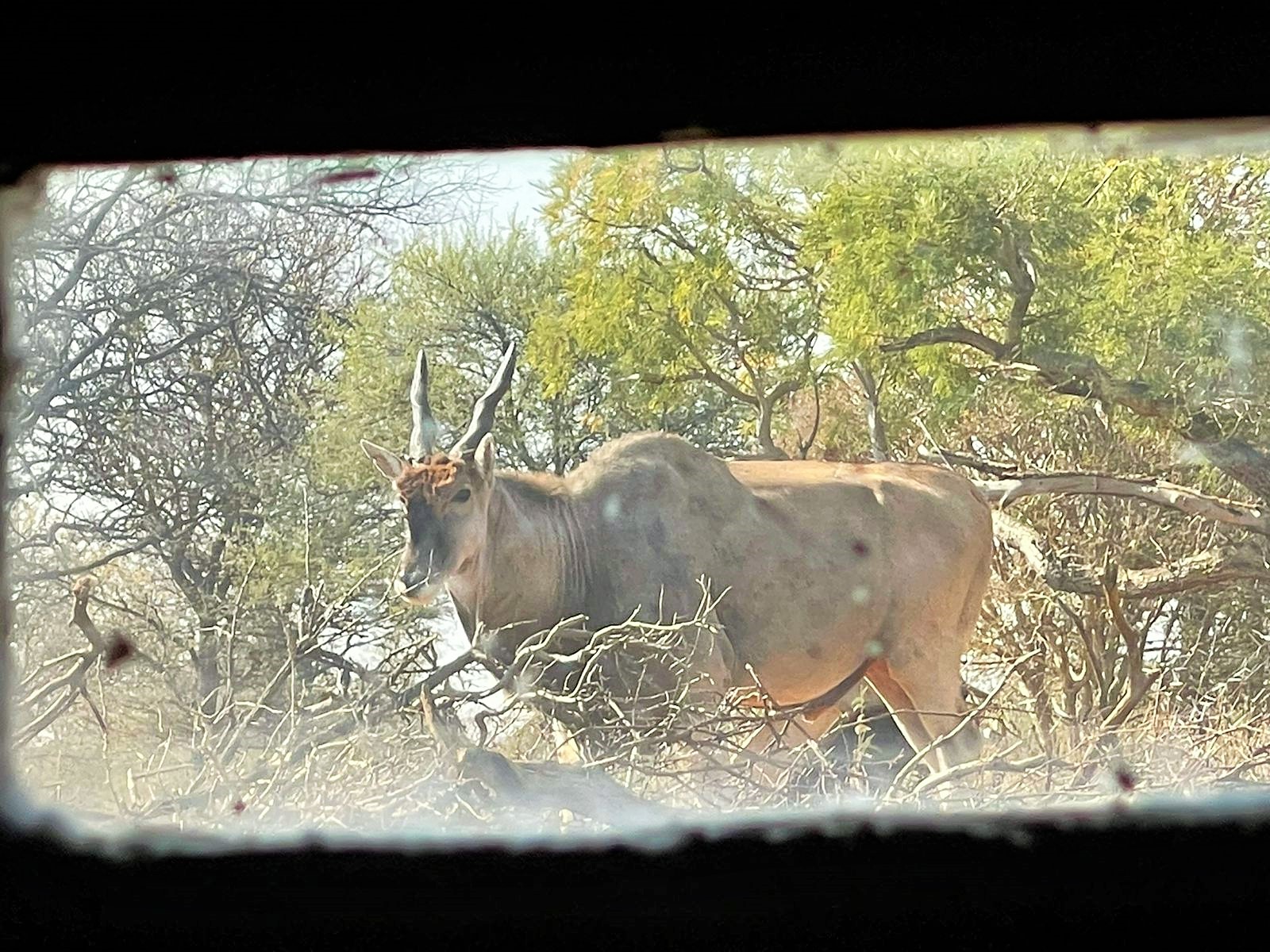 eland hide pic.JPG