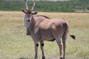 Eland.jpg