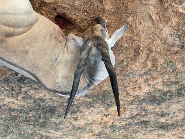 Eland.jpg