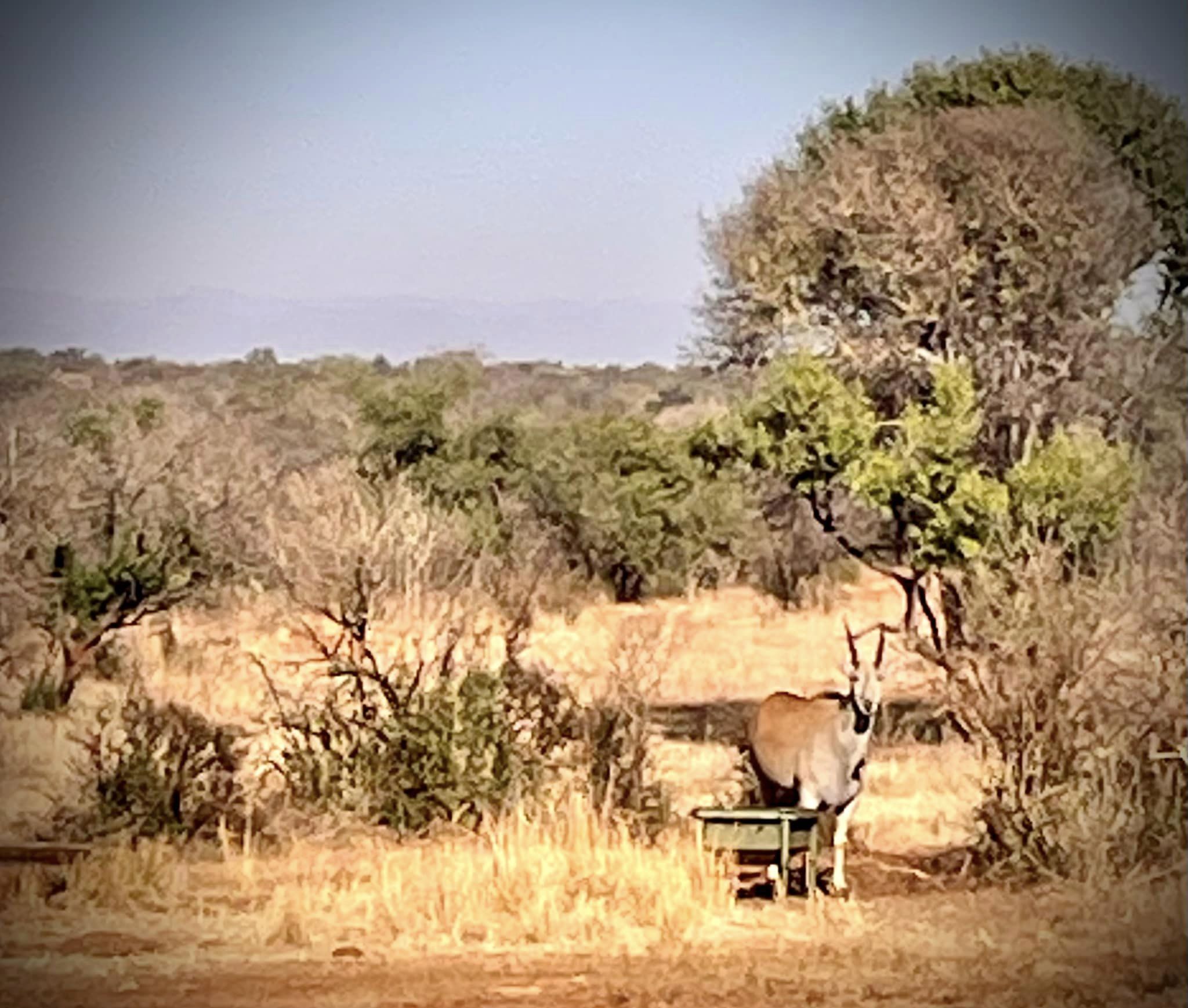 Eland.jpg