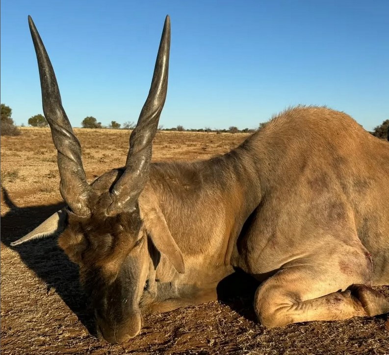 Eland.jpg