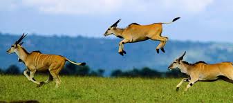 eland jumping.jpg