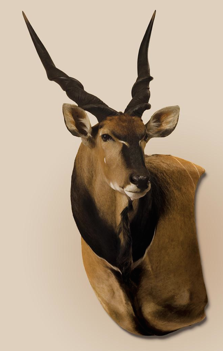 Eland.png