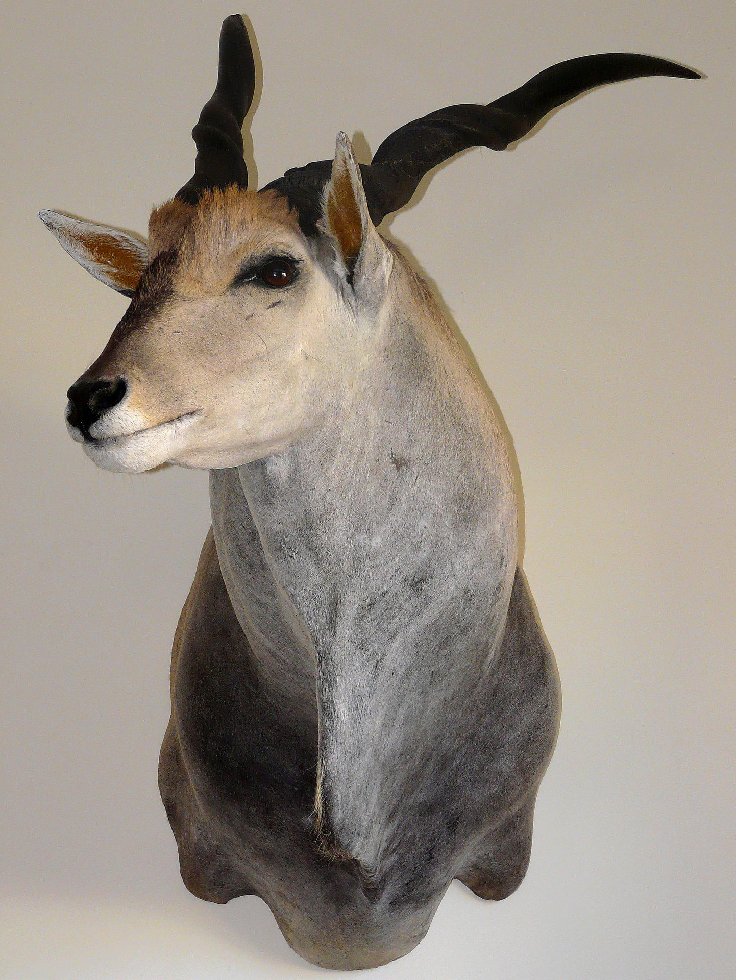 Eland Trofee 001.jpg