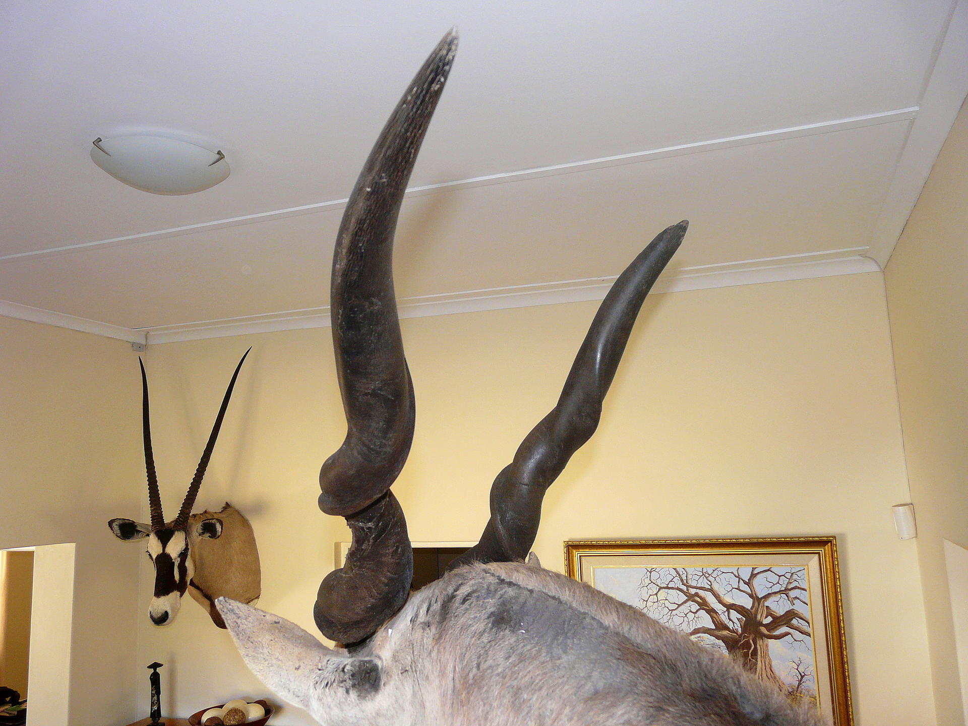 Eland Trofee 012.jpg