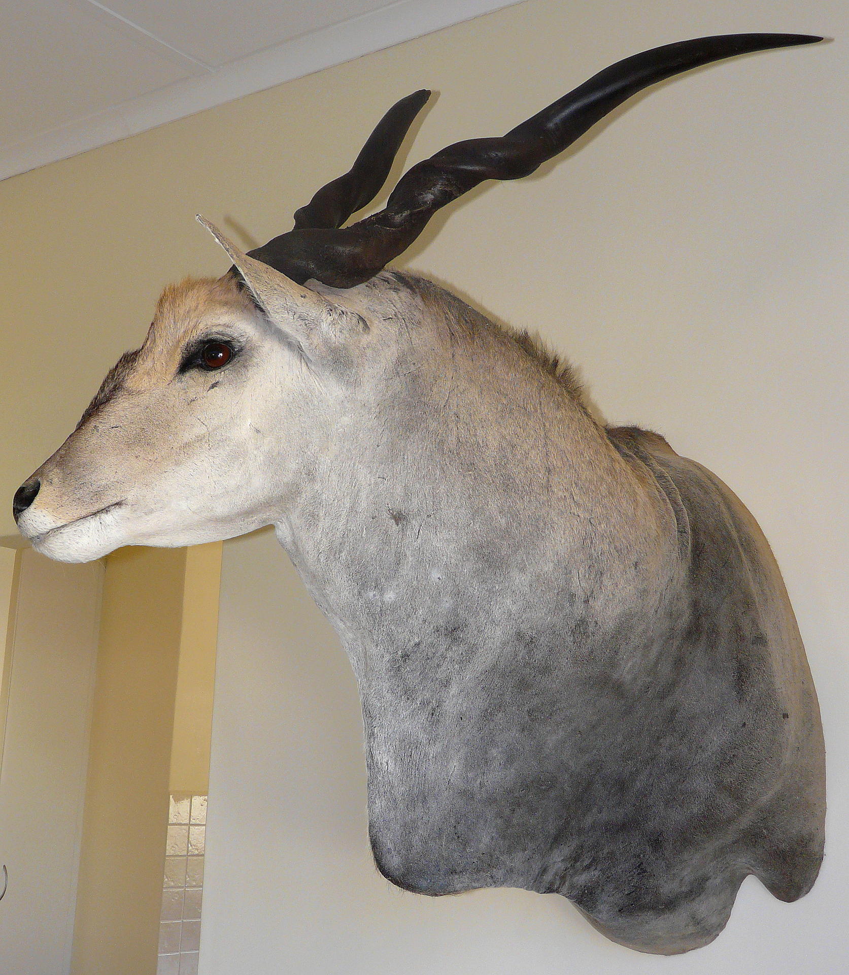 Eland Trofee 019.jpg