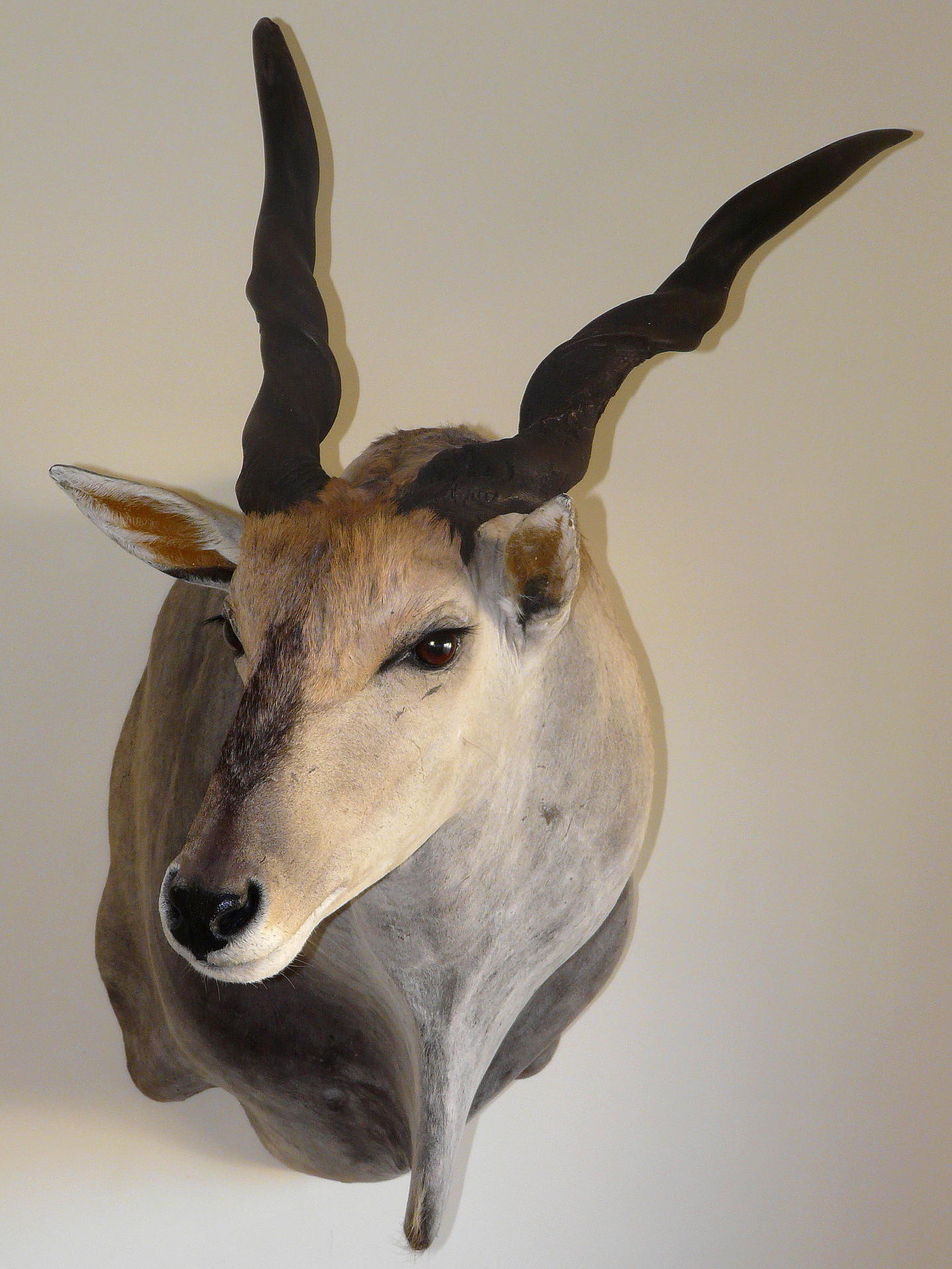 Eland Trofee 026.jpg