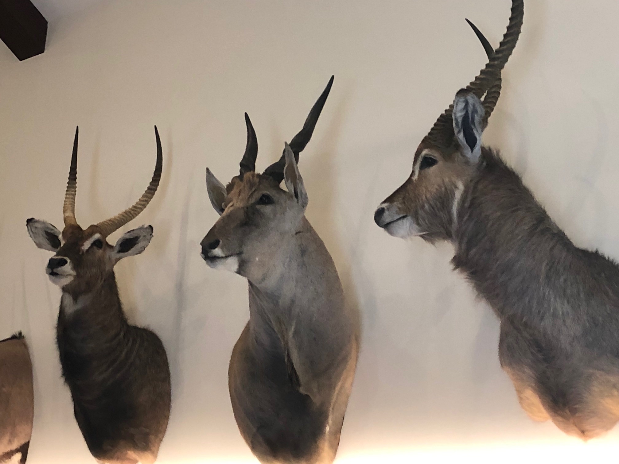 Eland Waterbuck July 26 2019.jpg