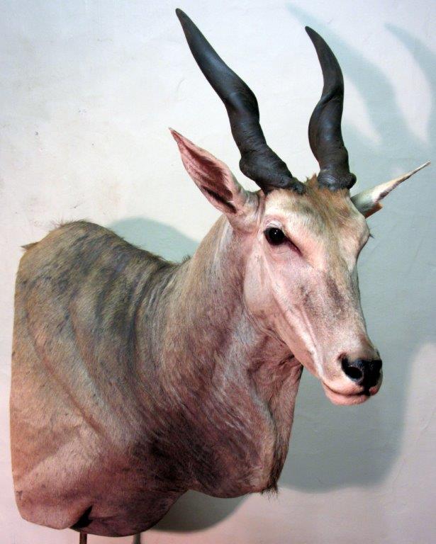 Eland2.jpg