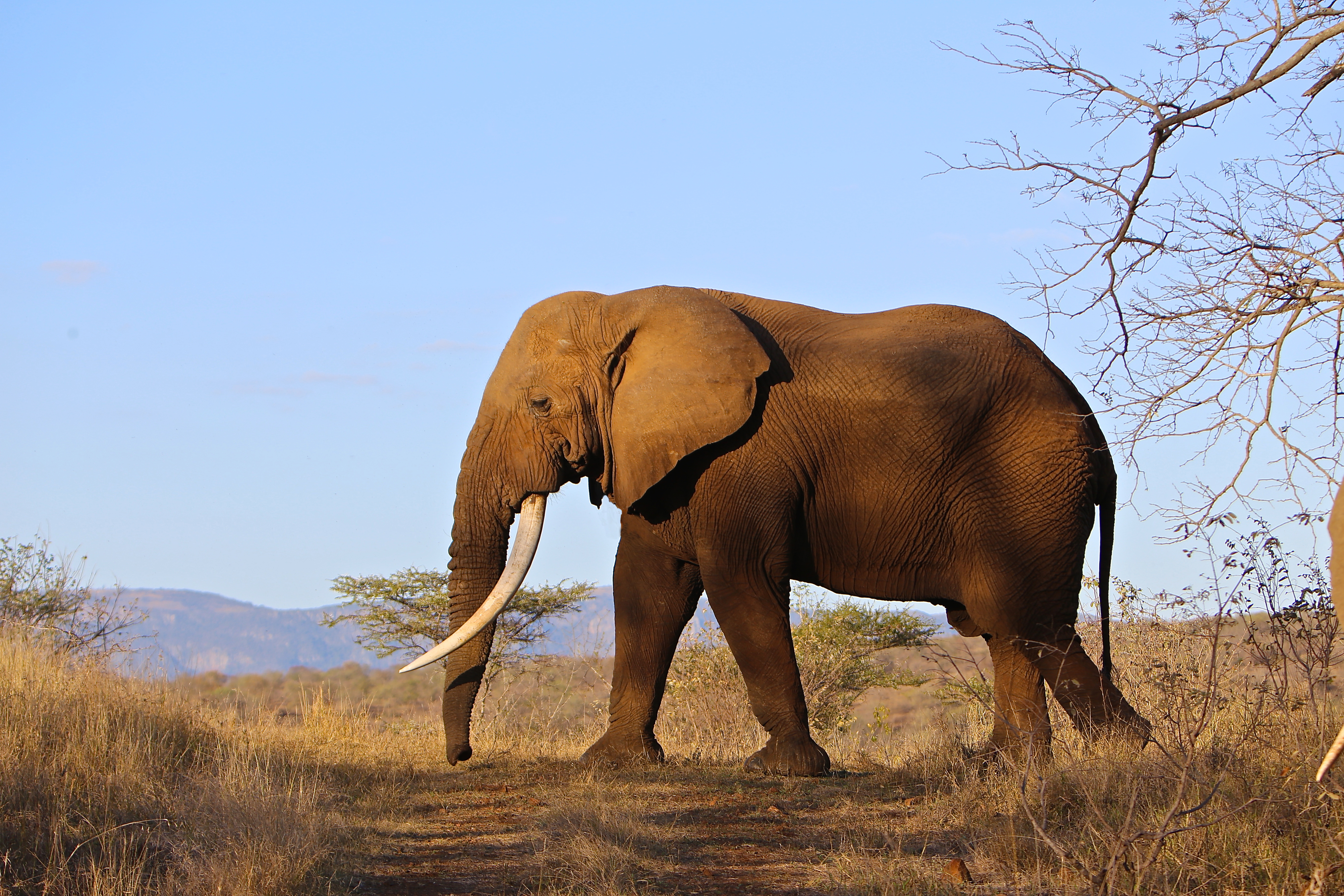 ELEPHANT BULL PROFILE .jpg