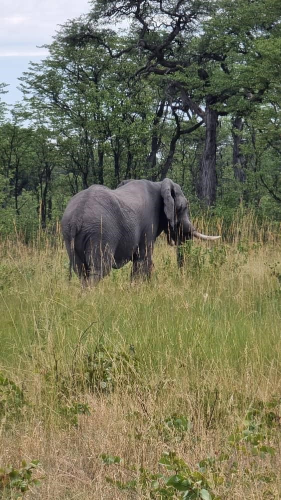 Elephant Caprivi.jpg