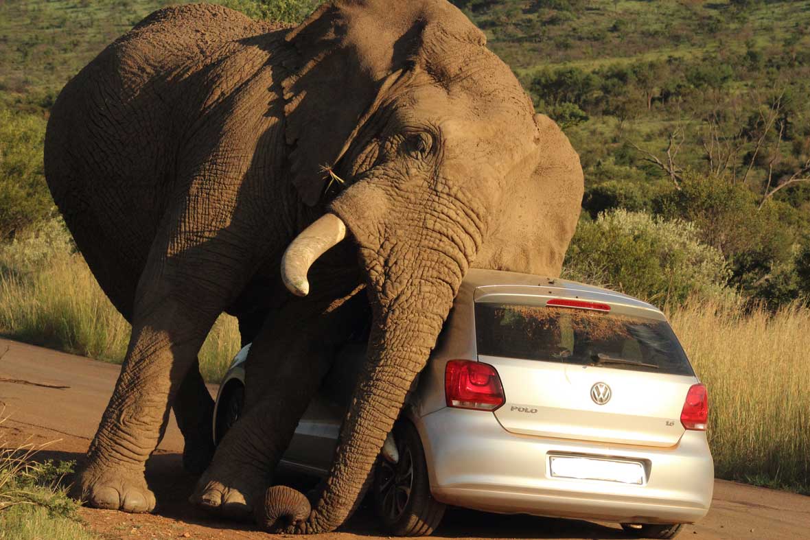 elephant-car-scratch-2-2014-08-08.jpg