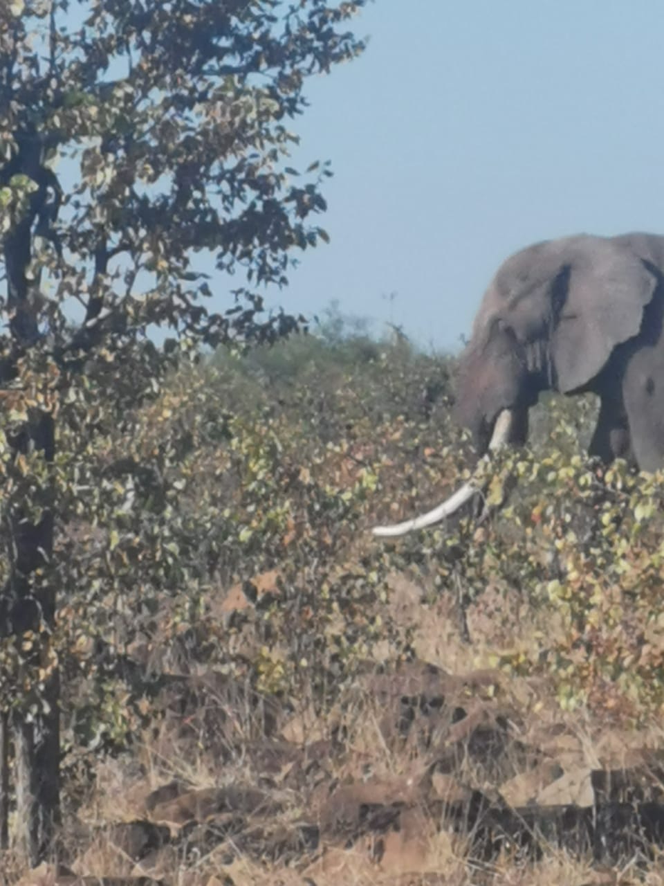 Elephant in the brush.jpeg