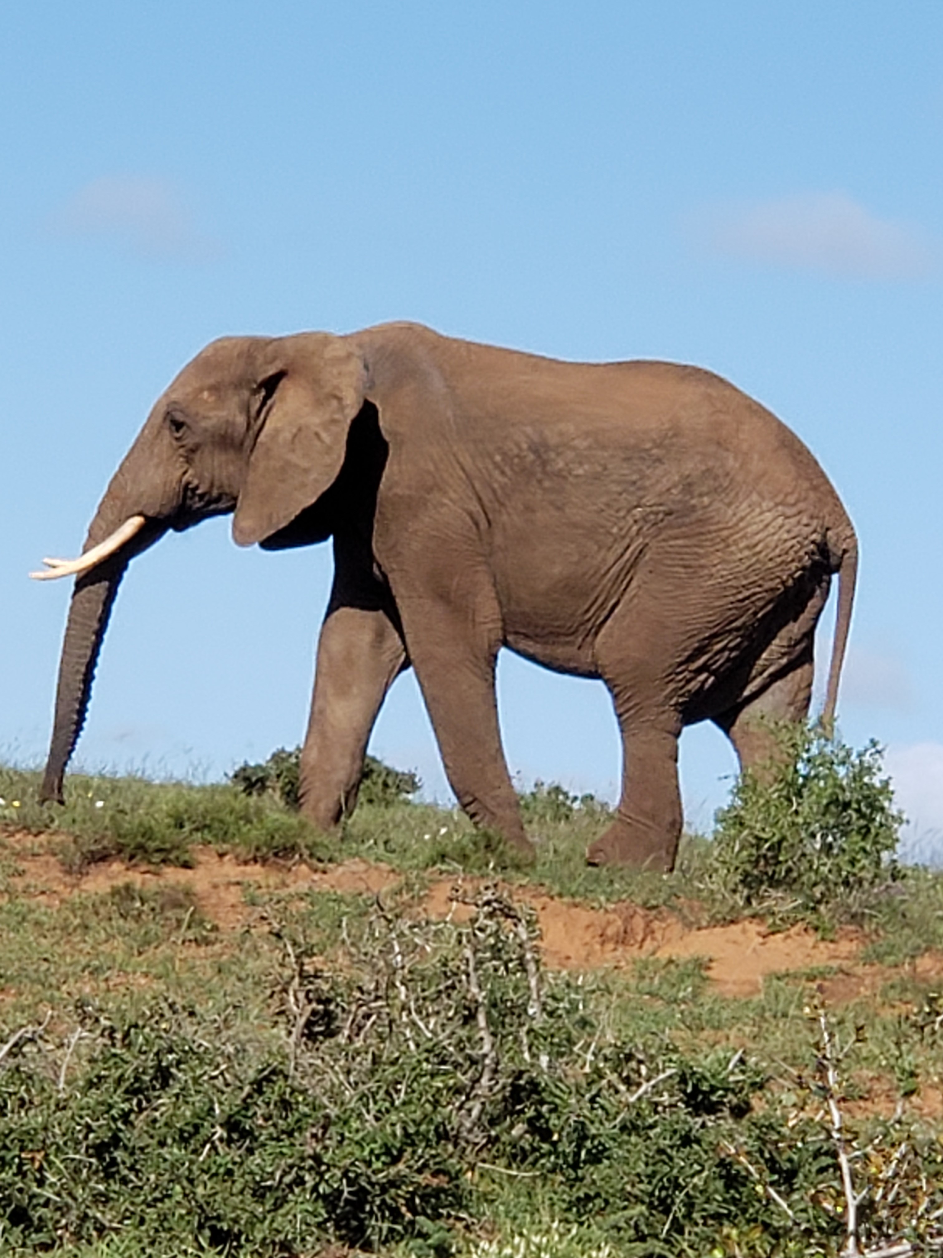 Elephant.jpg