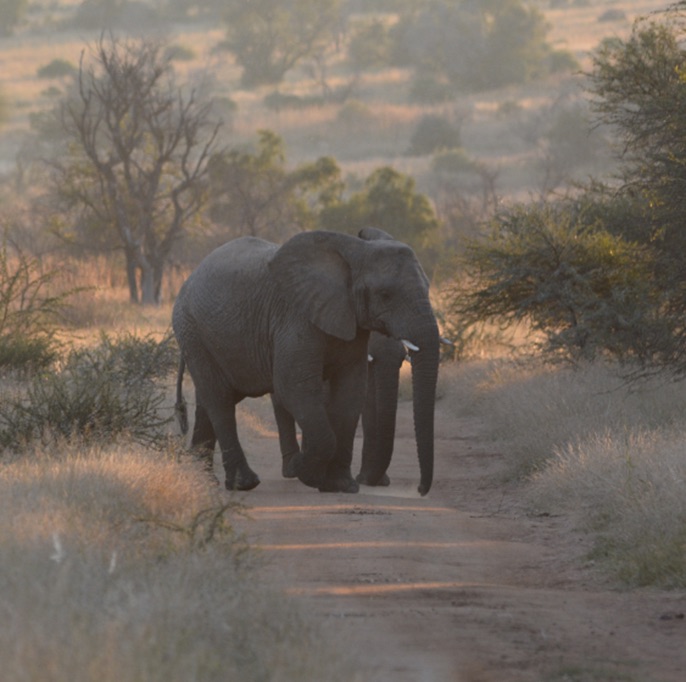 elephant sunset.jpg