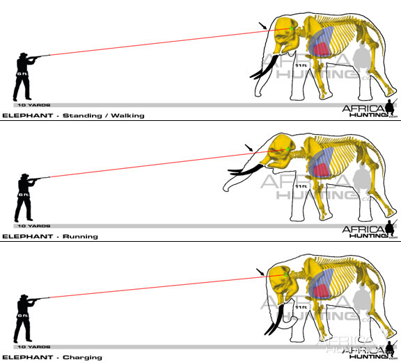 elephant_shot_simulation.jpg