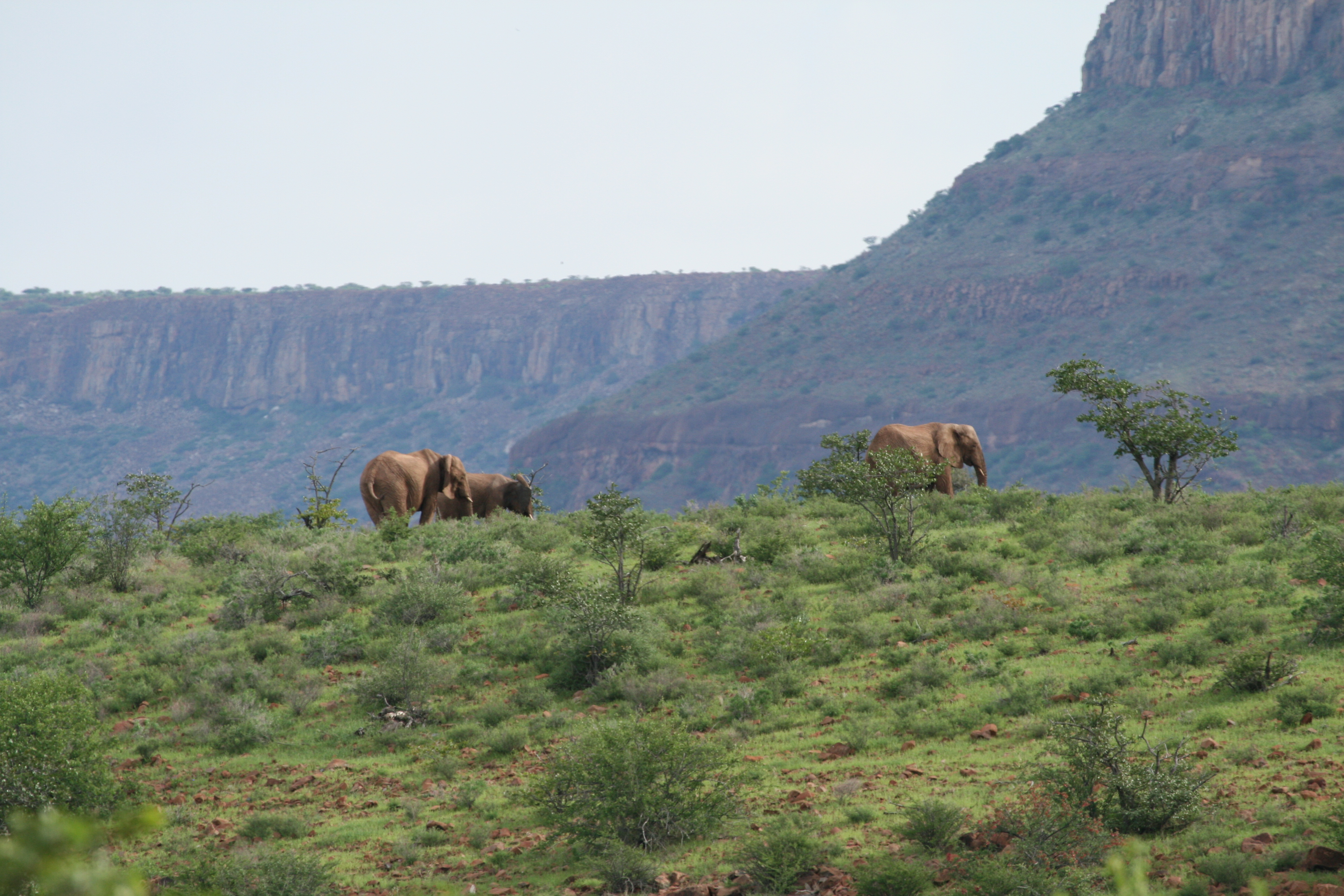 elephants-klip-river.jpg