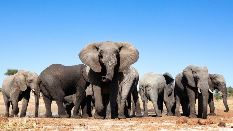 elephants-watering-hole_h.jpg