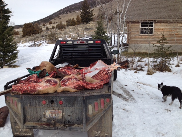 elk on truck.jpg