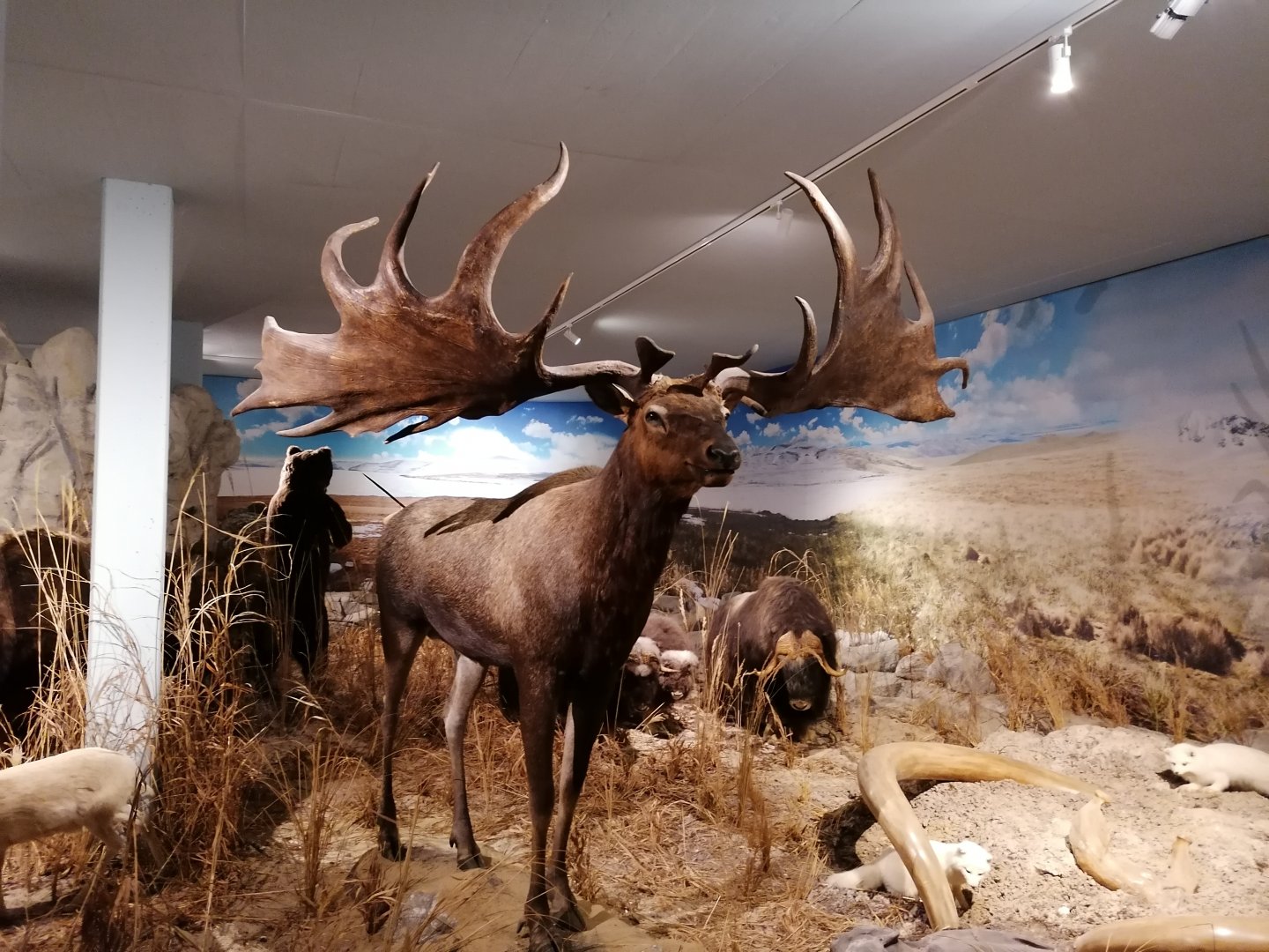 elk4.jpg