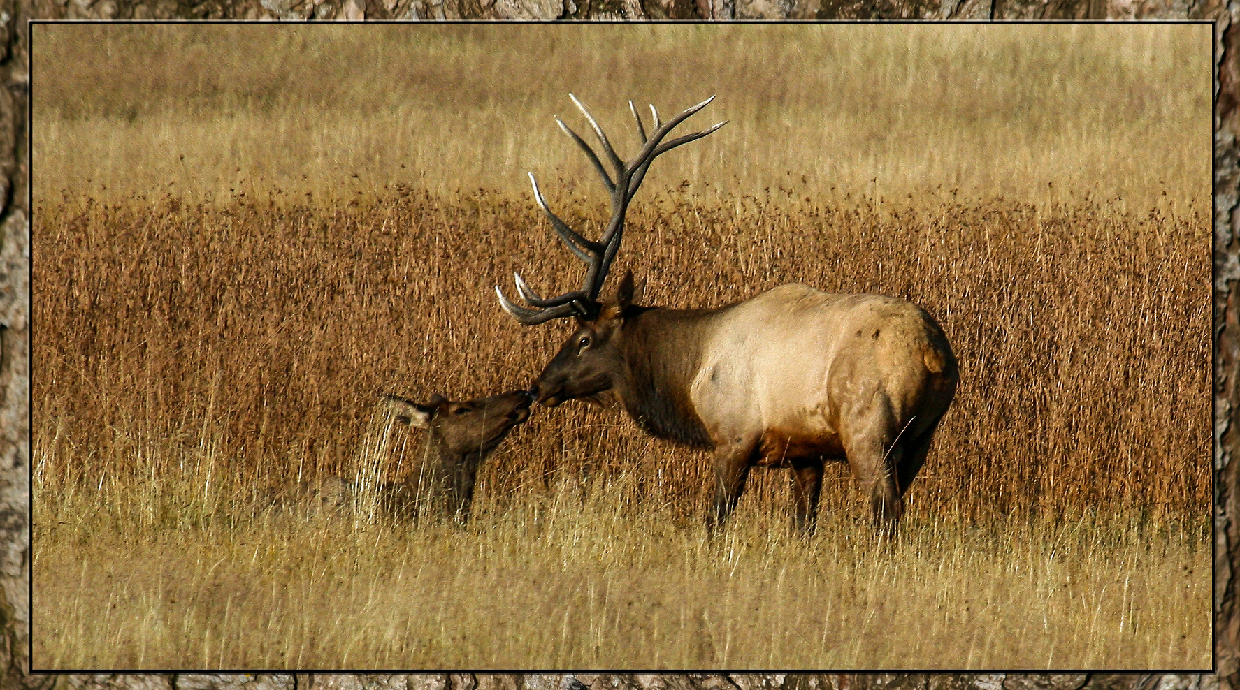 Elk_Kiss.jpg