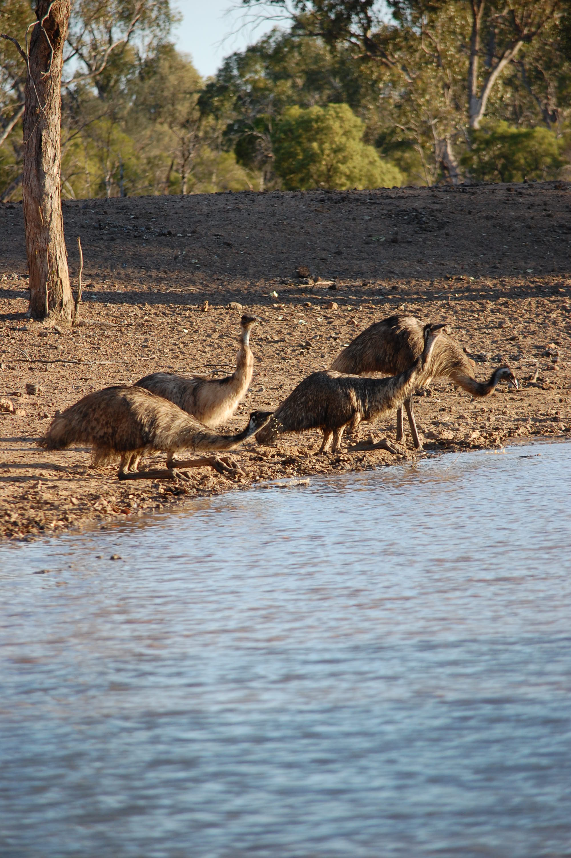 Emus Drinking.JPG